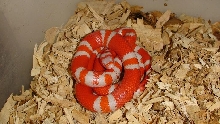 Albino Honduran