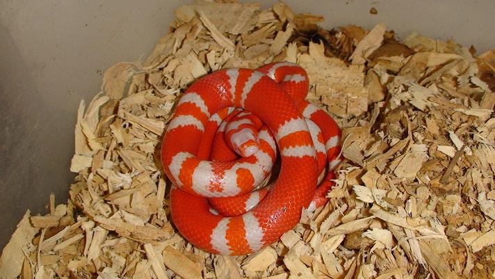 Albino Honduran
