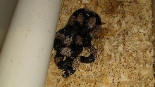 anery honduran female
