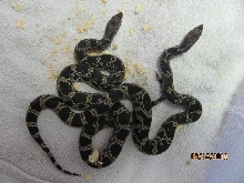Banded Blacks