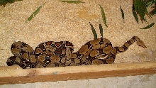 Red tail  Boas