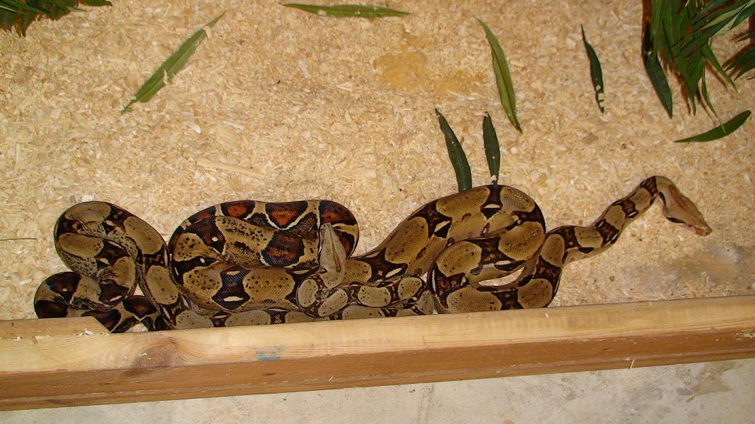 Red tail  Boas
