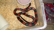Het Albino Male