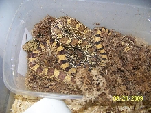 Female King/still Nest box