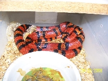 Tangerine Honduran