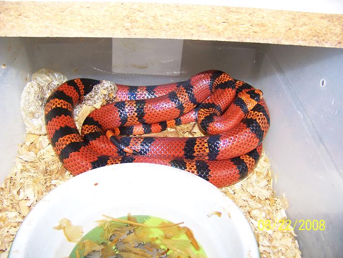 Tangerine Honduran
