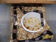 Bandito