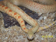 Albino Pituophis