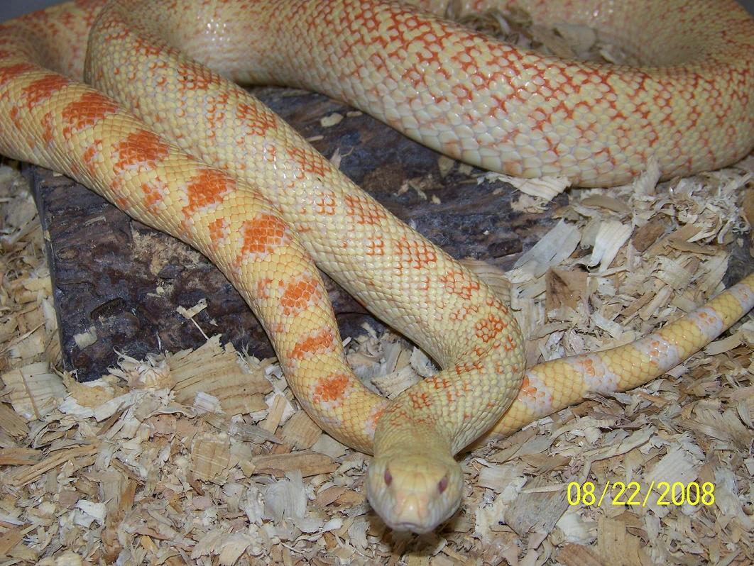 Albino Pituophis