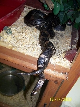 Love twist