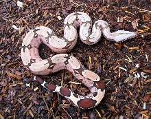 Miller Suriname