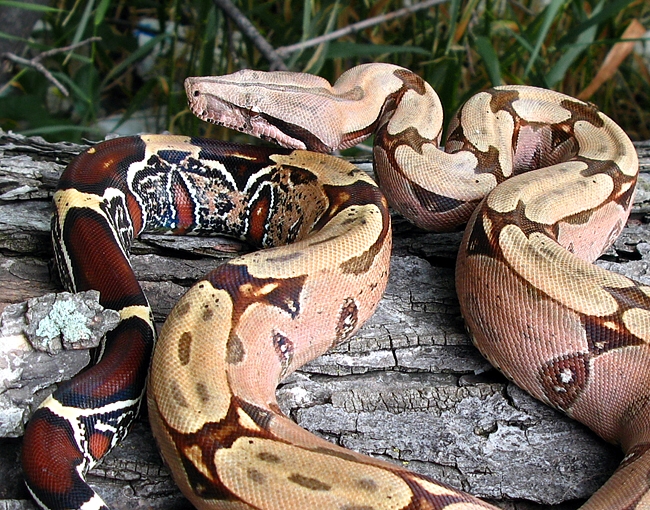 RioBravo Pokigron Suriname