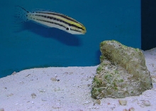 Saltwater - Austin Aquariums