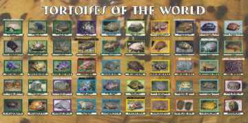 Tortoise Poster