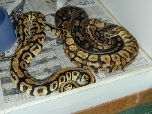 2002Breedingseason