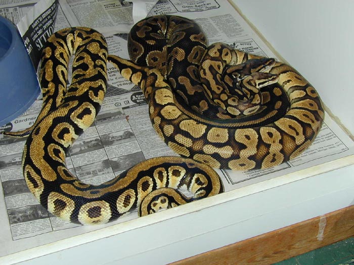 2002Breedingseason