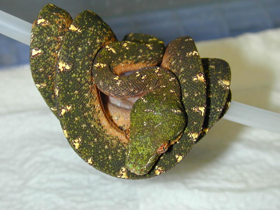 chocolate chondro