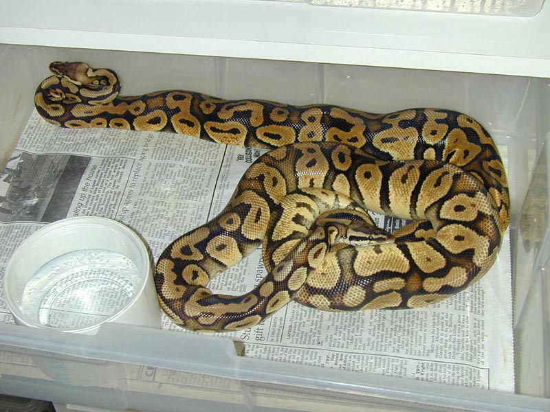 A Pair of Pastels Breeding