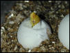 GTP Hatching
