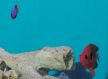 Saltwater - Austin Aquariums