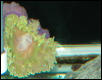 Saltwater Photos