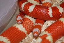 Albino Contrast 1