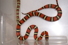 Garcia Female1