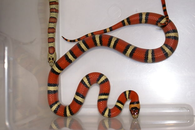 Garcia Female1