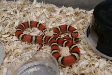 GarciaFemale2