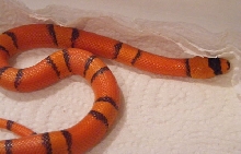 Hypo08a