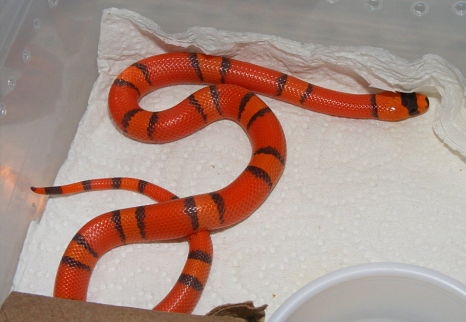Hypo AdSize1