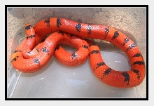 Hypo Female Body