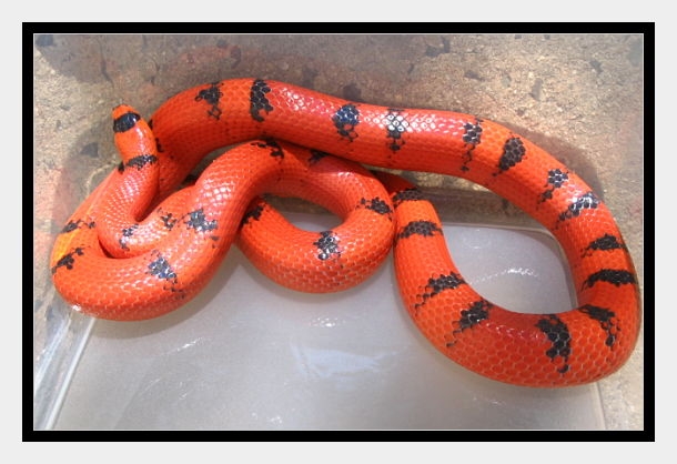 Hypo Female Body