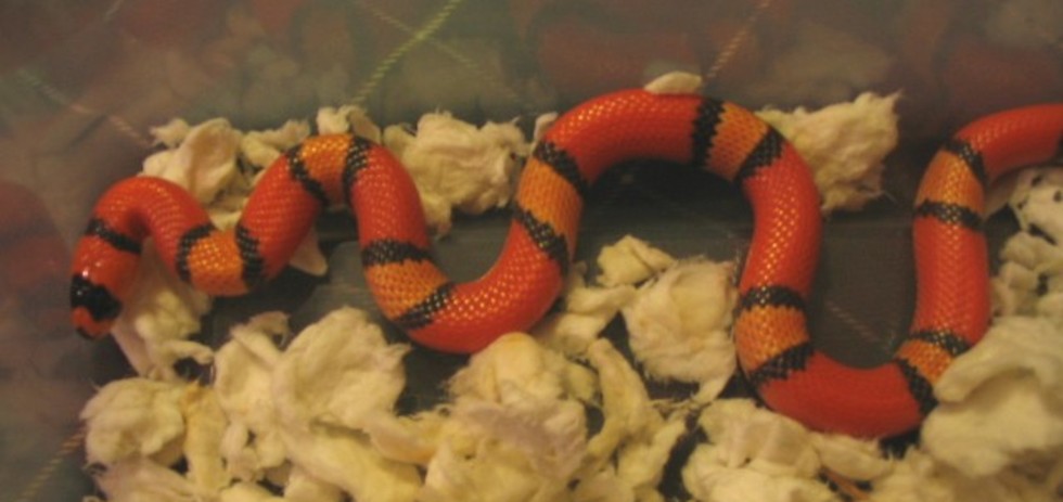 hypo tri color Fe