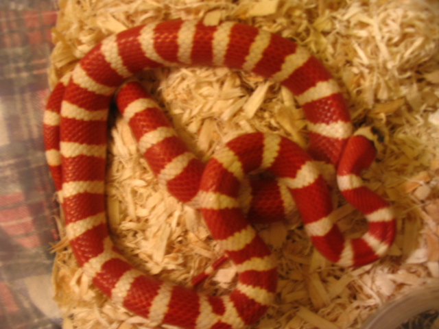 applegate pyroA