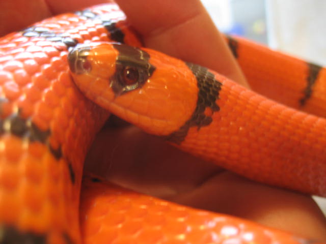 red eye