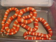 TangAlbs