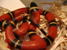 Sinaloan1