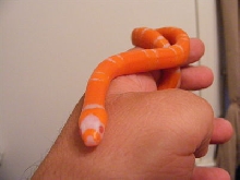 Albino Tangerine1