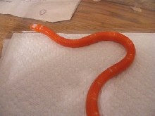 Albino Tangerine3