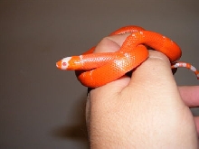 albino tangerine4