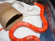 albino tangerine5