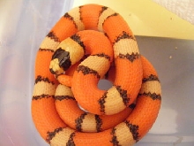 Hypo Tricolor