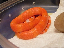 Albino Tangerine2