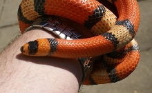 TriColorM