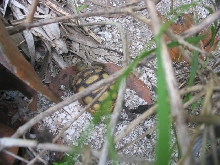 baby gopher