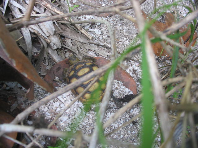 baby gopher
