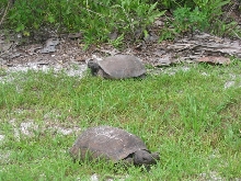Gopher tortoses in fla