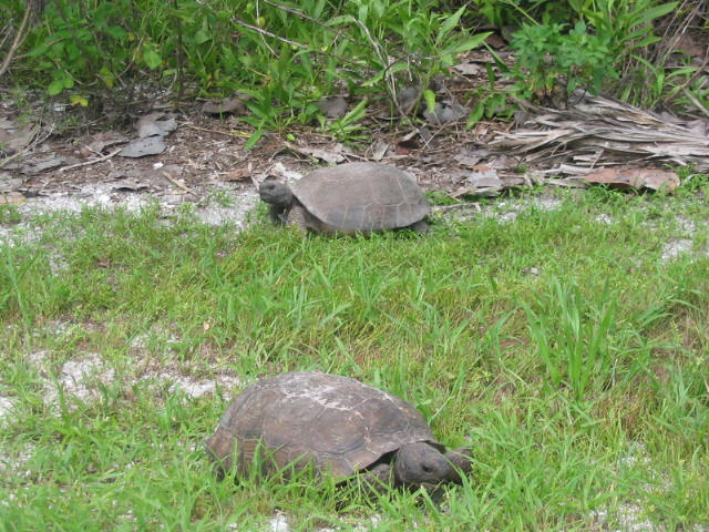 Gopher tortoses in fla