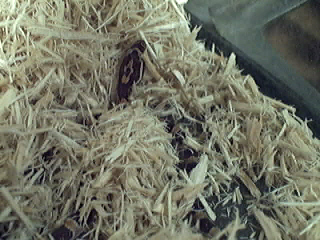 my corn